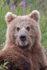 Alaskan brown bear along Alagnak River, Alaska. Art Print